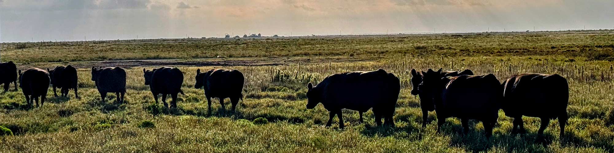 Cows walking in a pasture